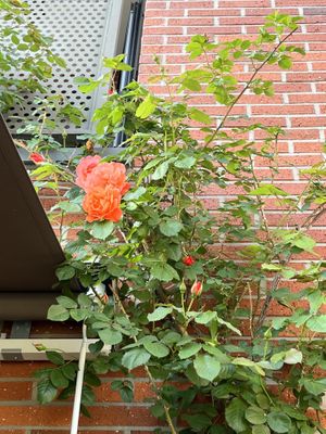   at Nokdu - Plant Based Studio 채식공간 녹두 in Gyeonggi-do