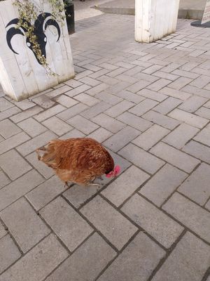 The friendly chicken (Feb 2022) at Pennbury Farm in Great Glen