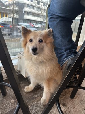   at Chickpea  in Reykjavik