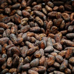  at Cabosse & Feve Chocolates in Castlemaine