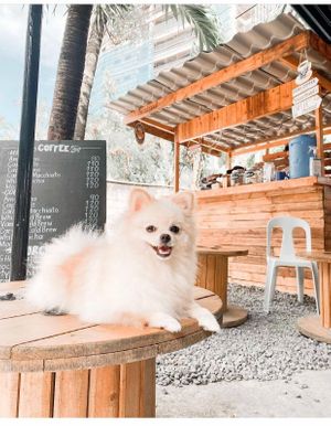 We are pet friendly!😄feel free to bring your furry friends to the shack. We also have puppucino for them. at Mucho - Horchata & Coffee Shack in Cebu