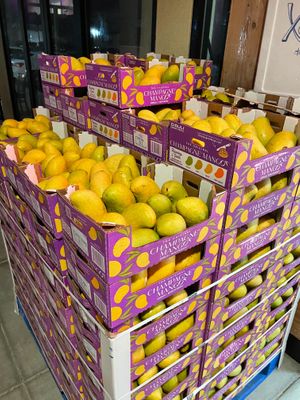 Ataulfo mangos  at Tropical Fruits Silver Creek in San Jose