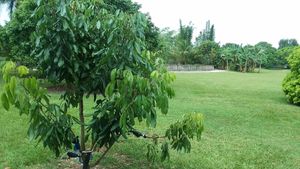 Longan tree at Fruit and Spice Park in Homestead