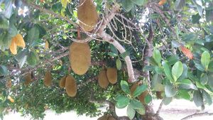 Jackfruit tree at Fruit and Spice Park in Homestead