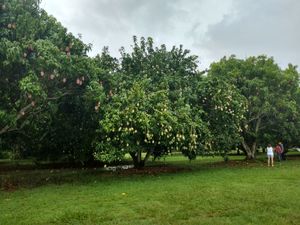 Many mango trees at Fruit and Spice Park in Homestead