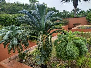 Dinosaur kale at Fruit and Spice Park in Homestead