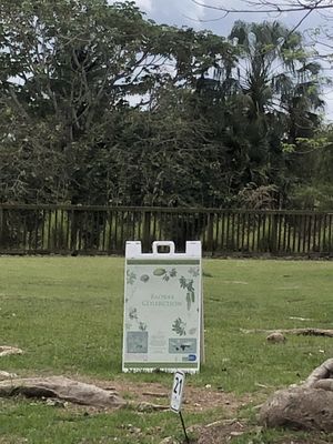 Baobab Africa water tree   at Fruit and Spice Park in Homestead