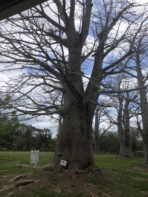 Baobab   at Fruit and Spice Park in Homestead