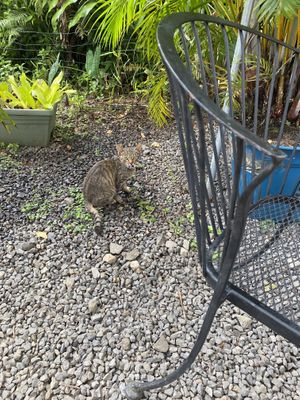 Garden cats hanging out  at Maui Garden Grove Cafe in Haiku