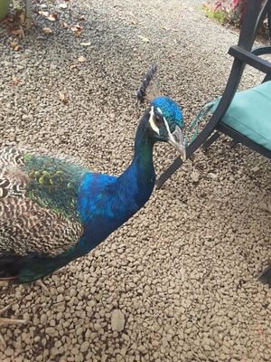 We named him Clyde. He was wonderful company. at Maui Garden Grove Cafe in Haiku