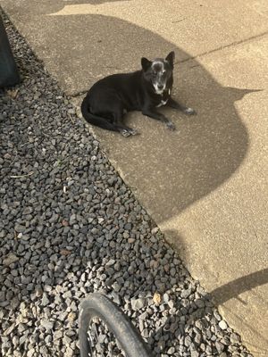 Bowie  at Maui Garden Grove Cafe in Haiku