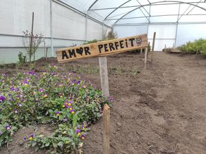 One of the greenhouses at Hortalegre in Montalegre