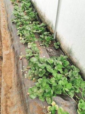 Strawberry 🍓 at Hortalegre in Montalegre