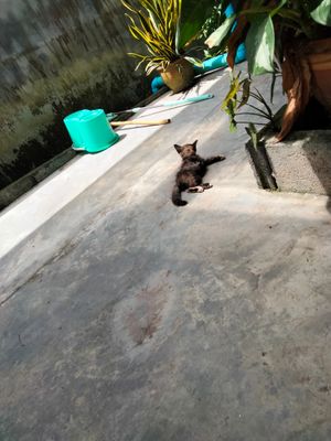 Kitten at Jikgo Bar & Restaurant in Koh Yao Yai