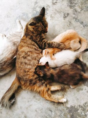 Nursing kittens at Jikgo Bar & Restaurant in Koh Yao Yai