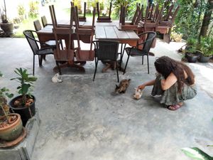 Kittens at Jikgo Bar & Restaurant in Koh Yao Yai
