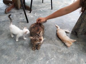 Mumsy at Jikgo Bar & Restaurant in Koh Yao Yai