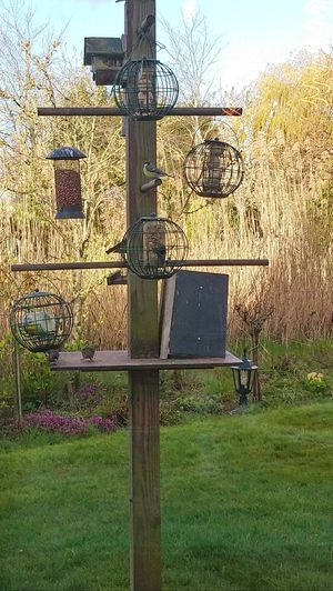 Vanaf je ontbijttafel zie je dit fantastische vogelrestaurant.  at De Groene Mus  in Wervershoof