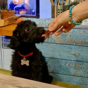 Schnoodle Momo Eating Vegan Kombucha Scoby Fruit Rolls at WakaMama in Central Singapore