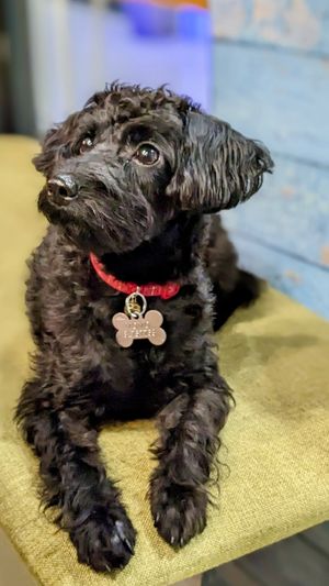 Schnoodle Momo at WakaMama in Central Singapore