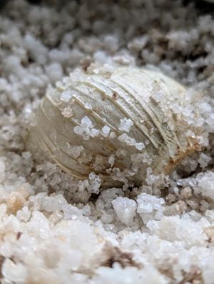 Salt Baked Fennel at WakaMama in Central Singapore