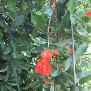 Responsibly Grown Organic Food at ResponsiblyGrown in Gurgaon