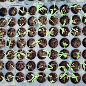 Responsibly Grown Organic Food at ResponsiblyGrown in Gurgaon