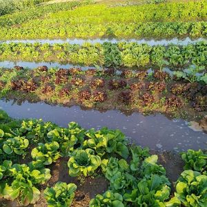 Responsibly Grown Organic Farming at ResponsiblyGrown in Gurgaon