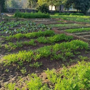 Responsibly Grown Organic Farming at ResponsiblyGrown in Gurgaon
