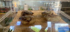 Sweets: at Vegan City Hawai'i in Honolulu