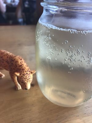 Kombucha on tap at Cafe Pyrus in Kitchener