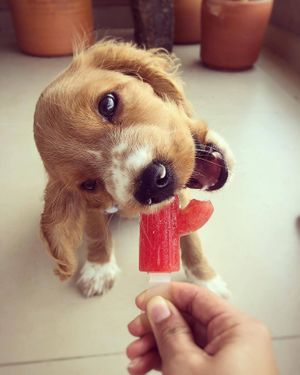 Strawberry sorbetto. They are so good, even fluffy loves it! at Intz48 Coffee Roasters Azores in Sao Miguel