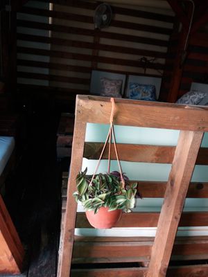 Chill out at Anfora Vegano - temporarily closed in Gandia