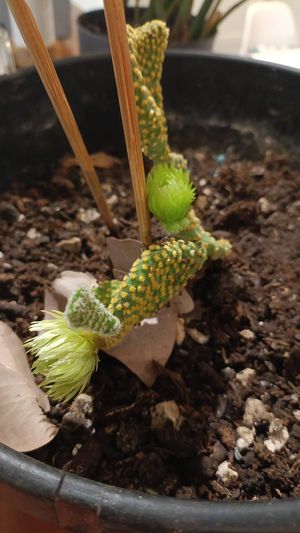  at Anfora Vegano - temporarily closed in Gandia