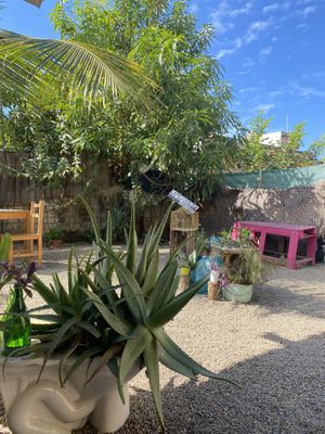 Seating area + Garden #Veganuary at Yum Yum San Pancho in San Francisco