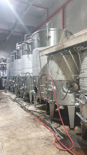 Making wine! at Pelter Winery in Ein Zivan