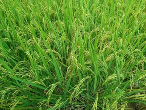  at Soma Yoga - Vegi Jawi in Depok