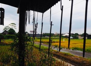 The view 🌱🌱🌱 at Soma Yoga - Vegi Jawi in Depok