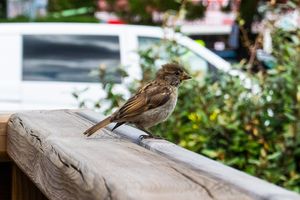 One of the locals. These beautiful little birds come and join you!! It's lovely!! at Maâbanana in Moliets
