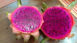  at Rinconcito Vegano in Boquete