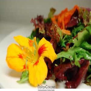 First Course - Organic Field Green Salad with thinly sliced Red Onion, Shaved Carrot, tossed with Extra Virgin Olive Oil and Raw Apple Cider Vinegar at Karma in Northampton