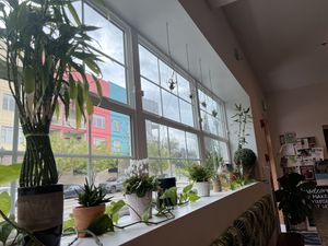 Plants in the window  at Real Roots Cafe in Chattanooga