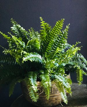 Air purifying plants at Dane & Port - Natural Kitchen in Bournemouth