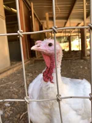   at Animal Place in Grass Valley