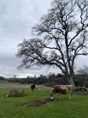 🥹💕  at Animal Place in Grass Valley