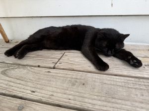 Anchovy is the cutest. Loves to hang on the outdoor patio with the guests.   at Sea Wolf Tybee in Tybee Island