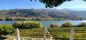 The view at Quinta de São Bernardo in Mesao Frio