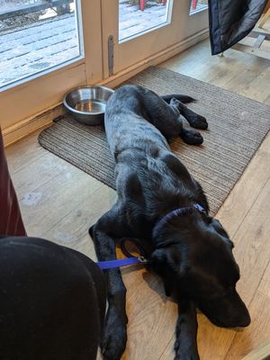 Dog lying on carpet in cafe at The Bothy in Braemar