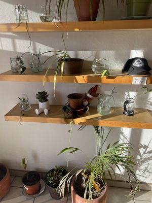 The plants are struggling a bit LOL  at Piloncillo Panadería in Ensenada