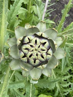   at De Ommuurde Tuin in Renkum